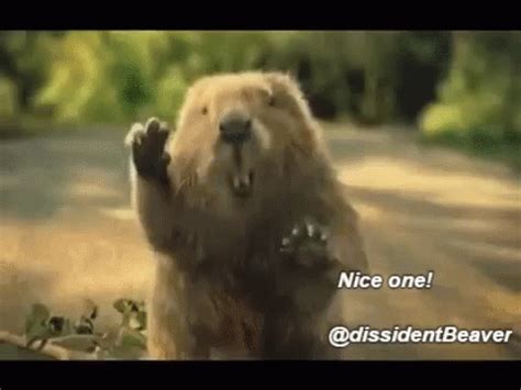 dancing beaver gif|eager beaver gifs.